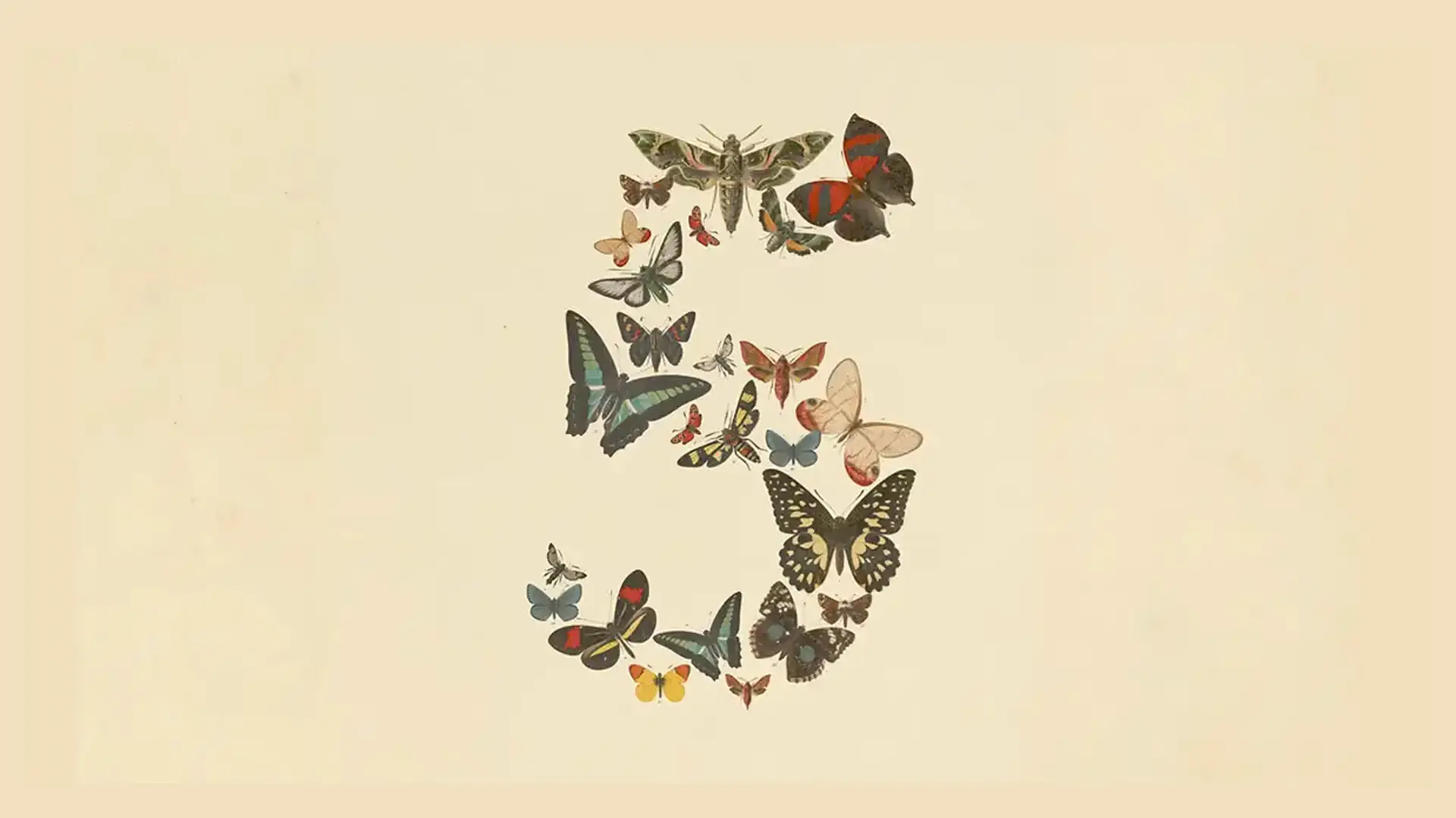The letter S composed from dozens of vintage butterfly and moth illustrations arranged on aged cream paper